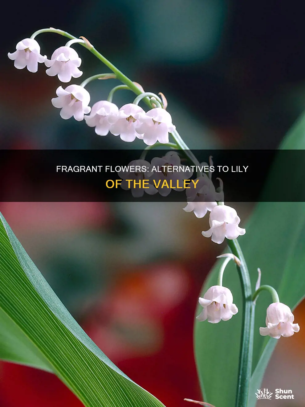 what flowers fragrance similar to lilly of the valley