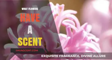 Fragrant Blossoms: Unveiling Nature's Perfumed Masterpieces