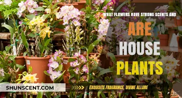 Fragrant Houseplants: A Guide to Strongly Scented Indoor Blooms