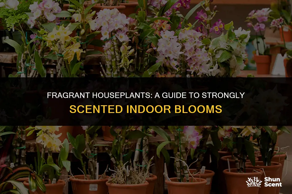 what flowers have strong scents and are house plants