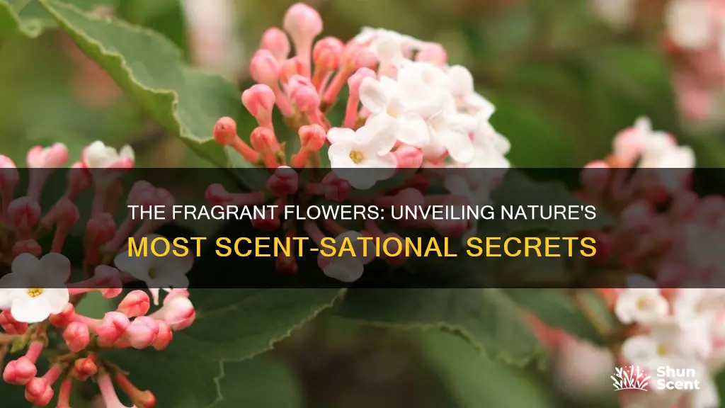 what flowers have the most fragrance