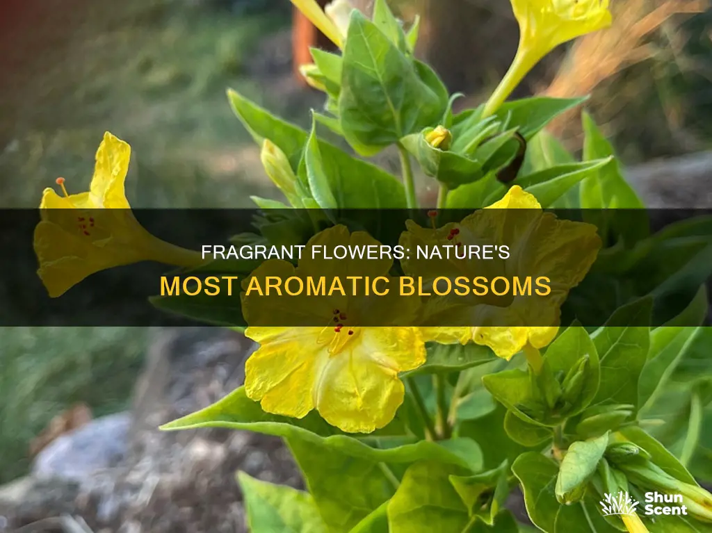 what flowers have the most fragrance