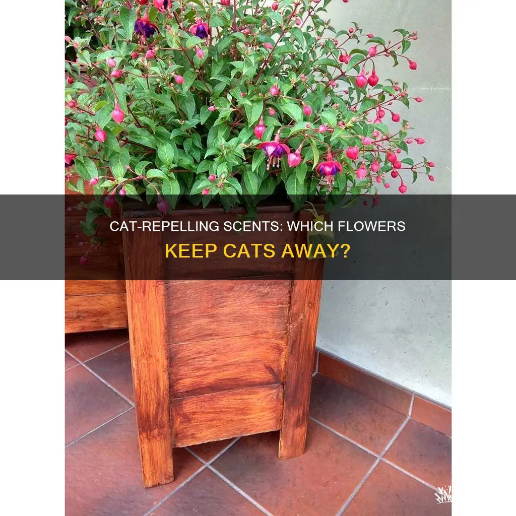 what flowers were cat repellent fragrances