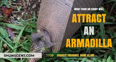 Enticing Armadillos: Discover the Irresistible Food and Scents