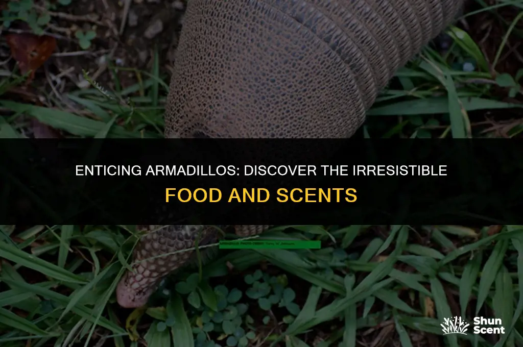 what food or scent will attract an armadilla