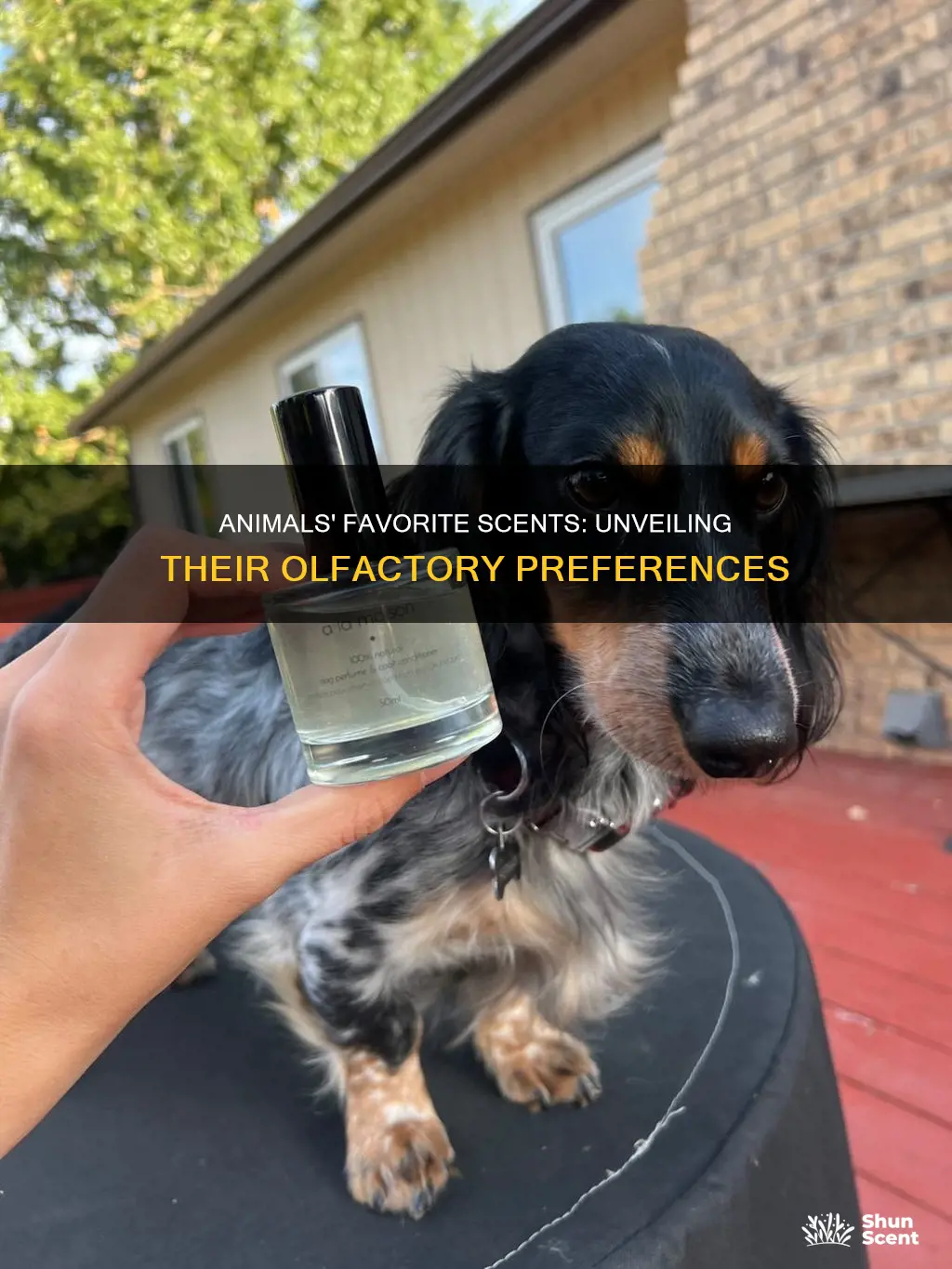 what fragrance animals like