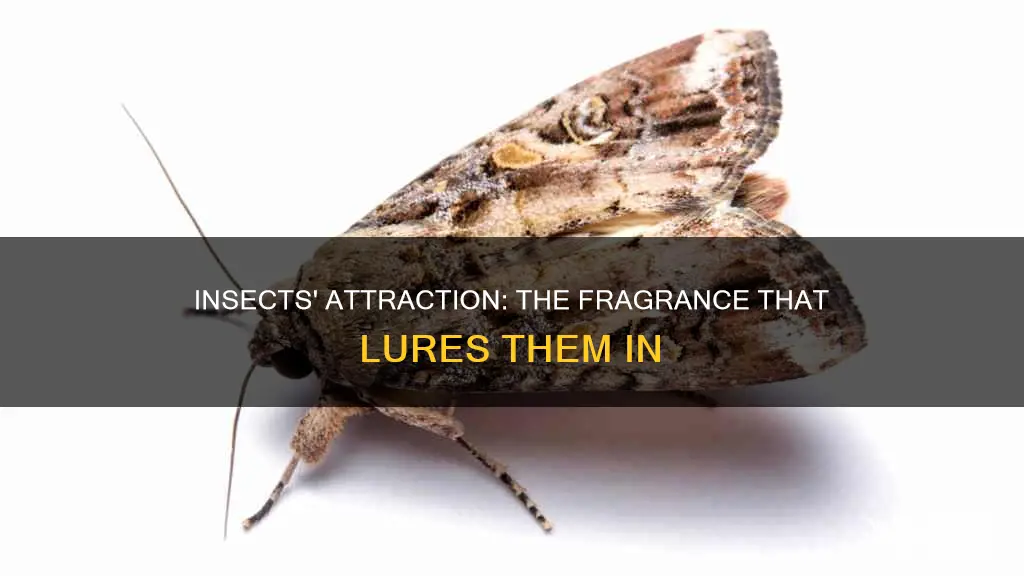 what fragrance attract insect