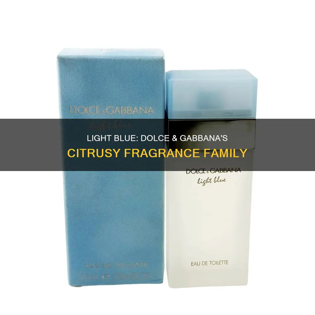 what fragrance brand family is dolce gabbana light blue