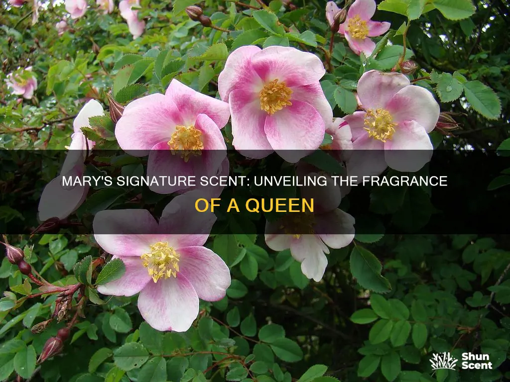 what fragrance did mary queen of scots wear