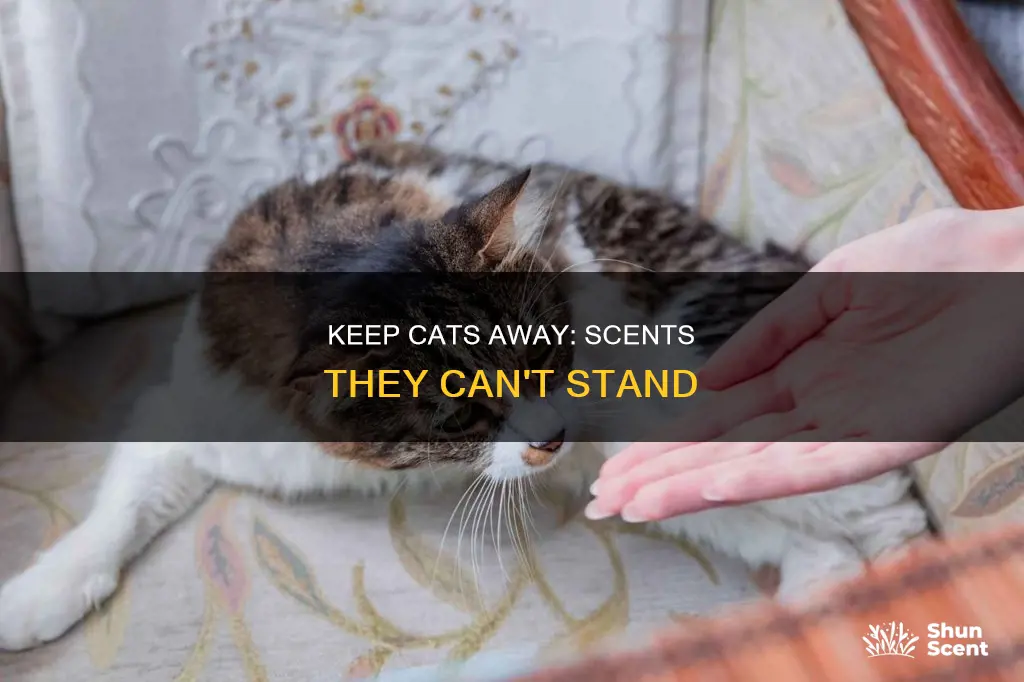 what fragrance do cats hate