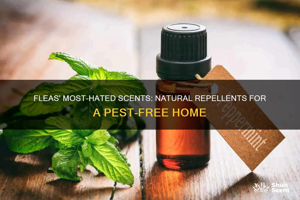 what fragrance do fleas hate