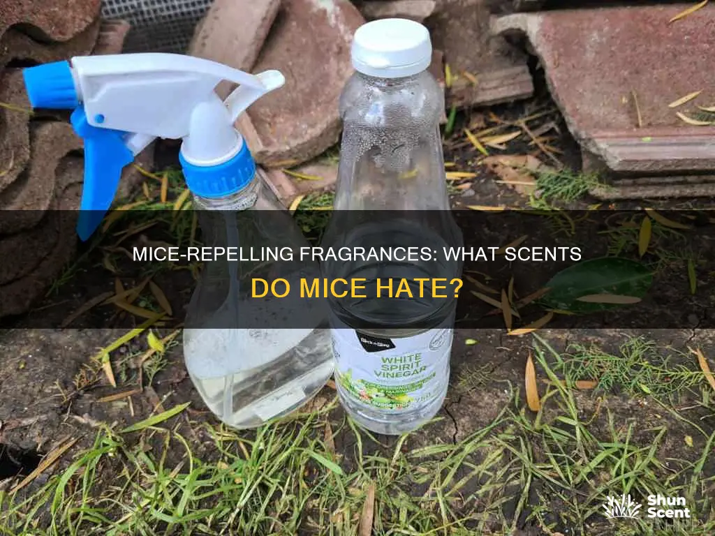 what fragrance do mice hate