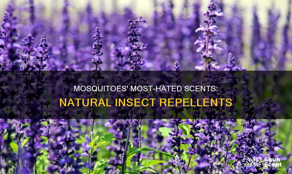 what fragrance do mosquitoes hate