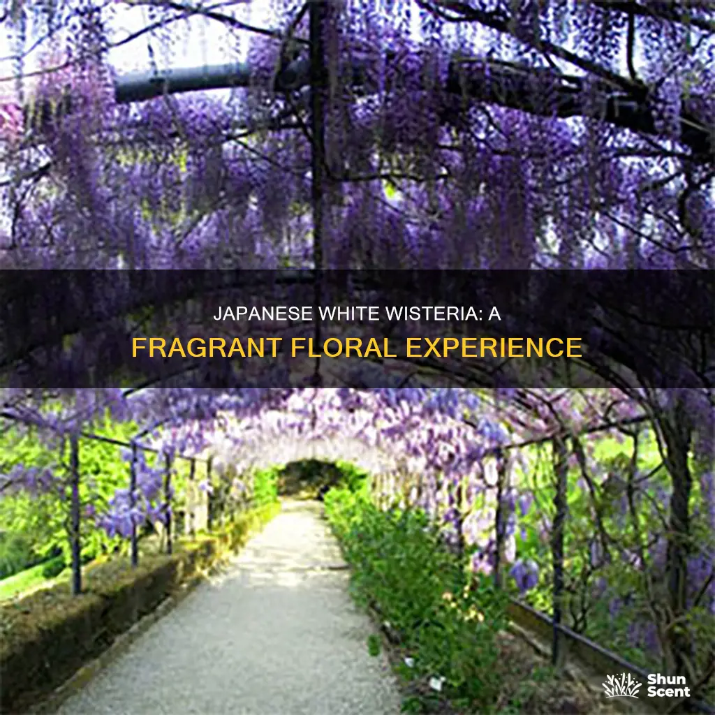 what fragrance does a japanese white wisteria have
