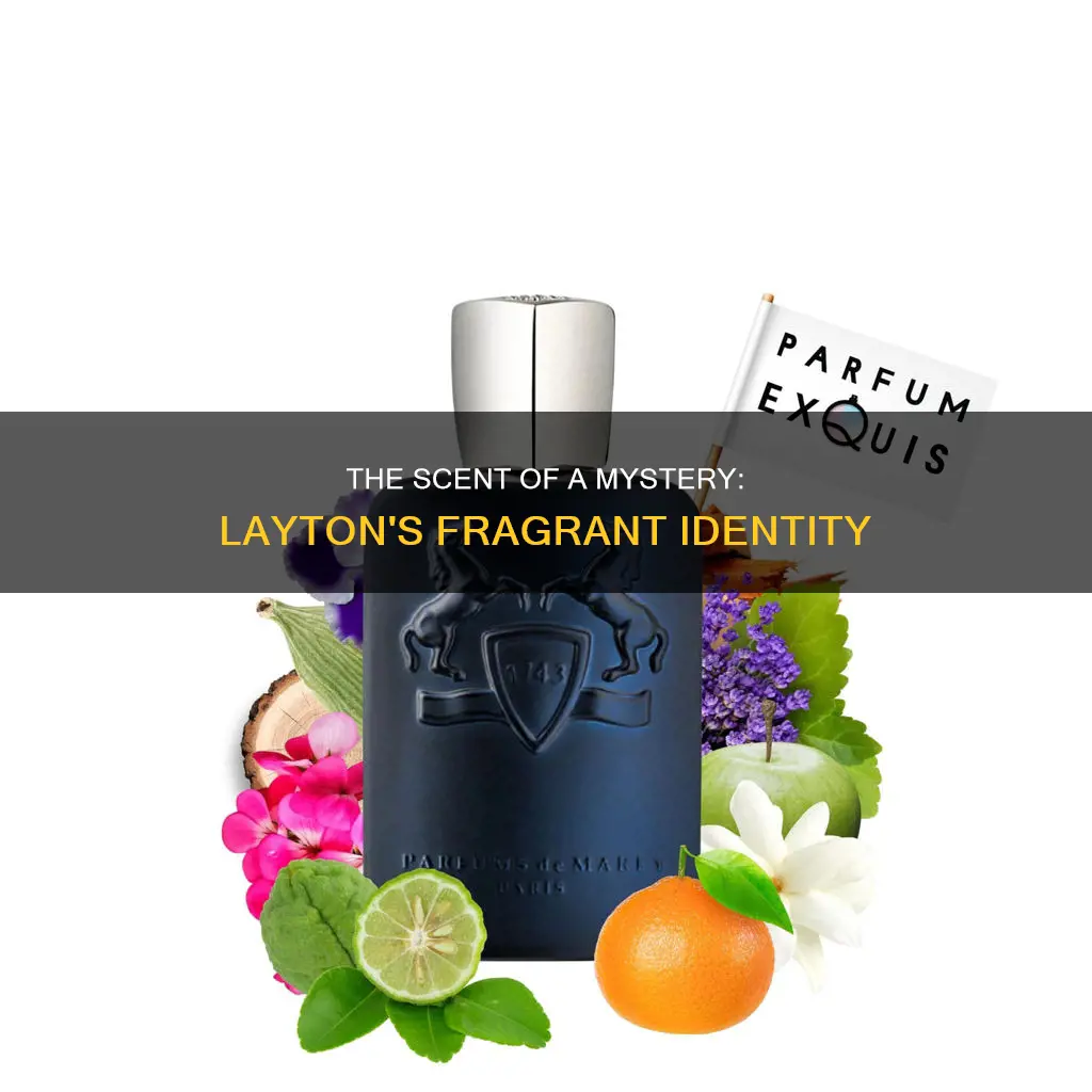 what fragrance does layton smell like