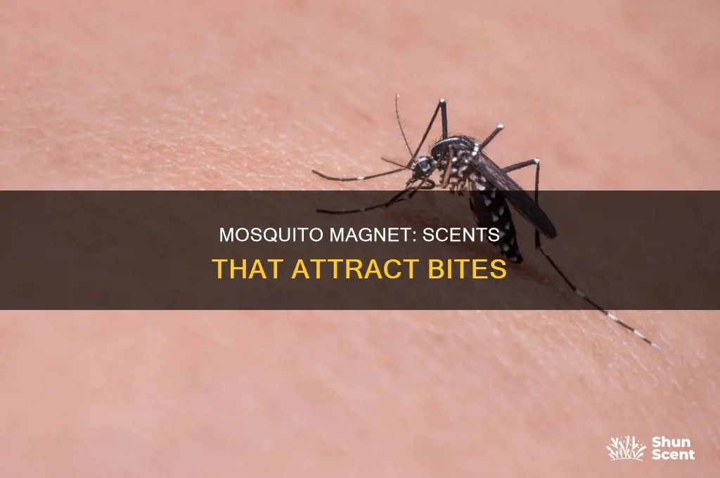 what fragrance draws mosquitoes