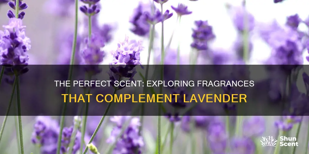 what fragrance goes well with lavender