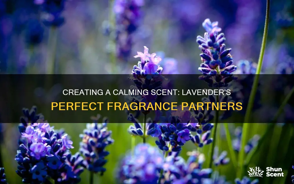 what fragrance goes well with lavender