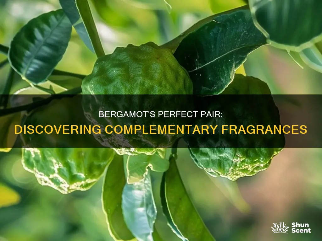 what fragrance goes with bergamot