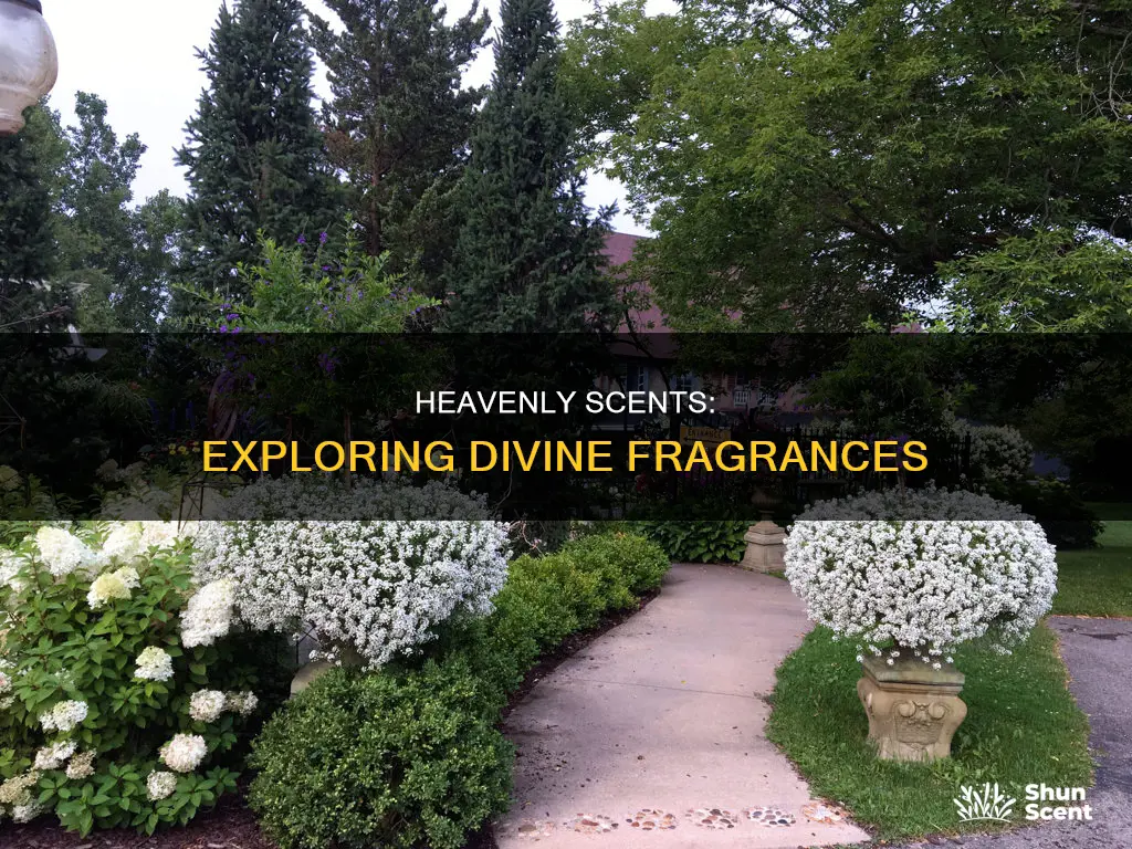 what fragrance is heaven