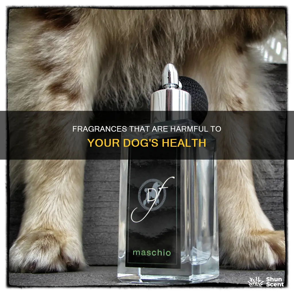 what fragrance is toxic to dogs