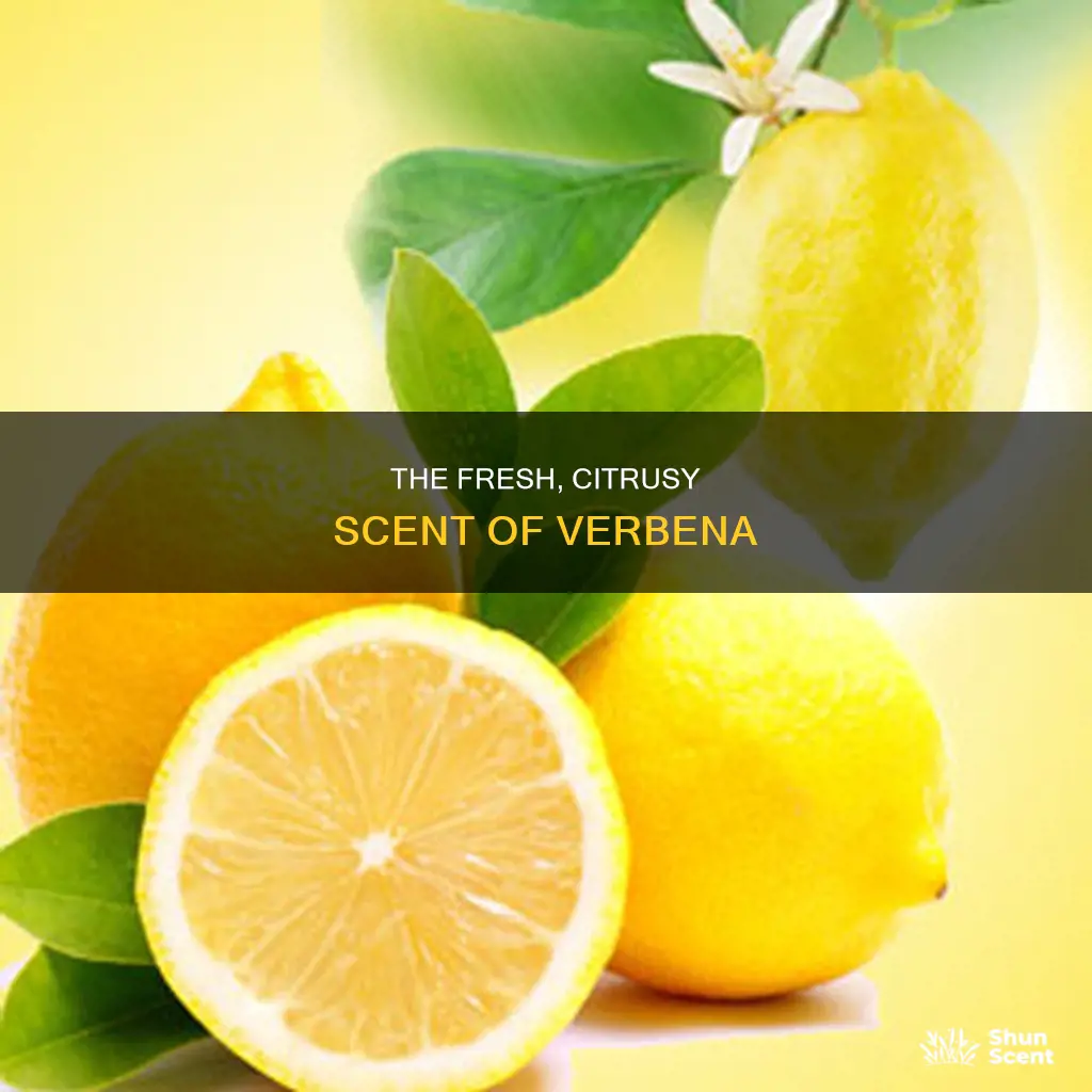 what fragrance is verbena