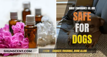 Safe Scents: Discover Dog-Friendly Fragrance Oils