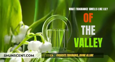 Captivating Lily of the Valley: A Fragrant Journey