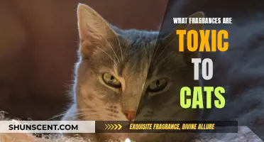 Avoid These Scents: Toxic Fragrances for Cats