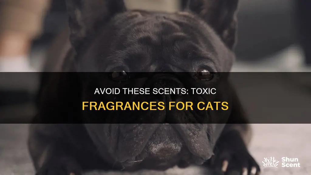 what fragrances are toxic to cats