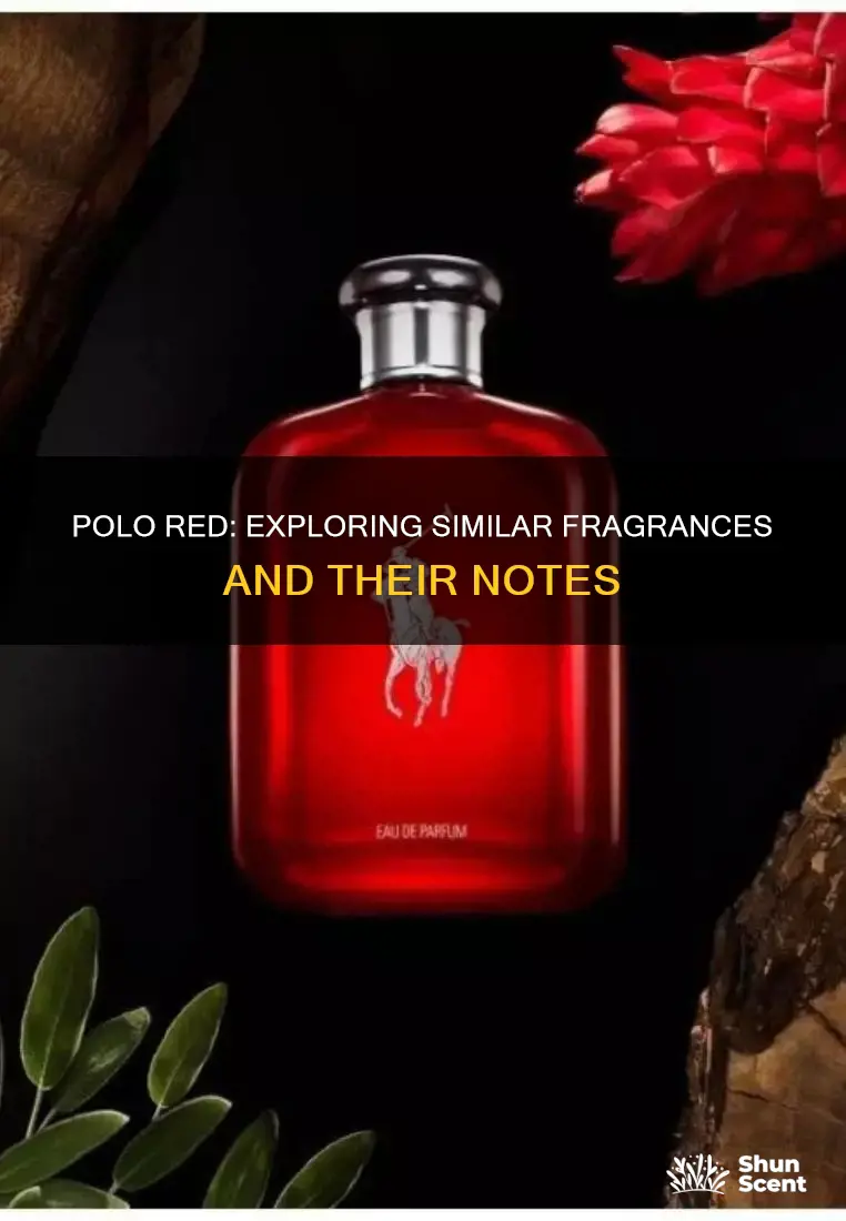 what fragrances does polo red smell like