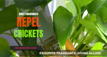 Fragrances That Crickets Hate and You'll Love