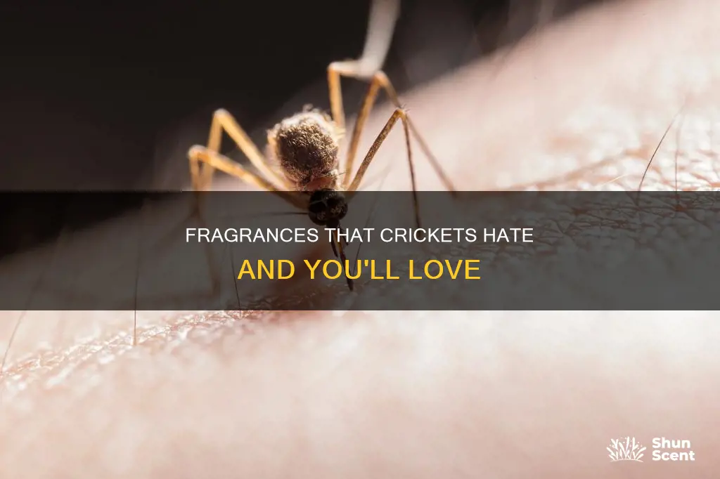 what fragrances repel crickets