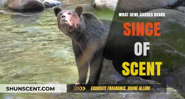 Unraveling the Genetic Secrets Behind Bears' Extraordinary Sense of Smell