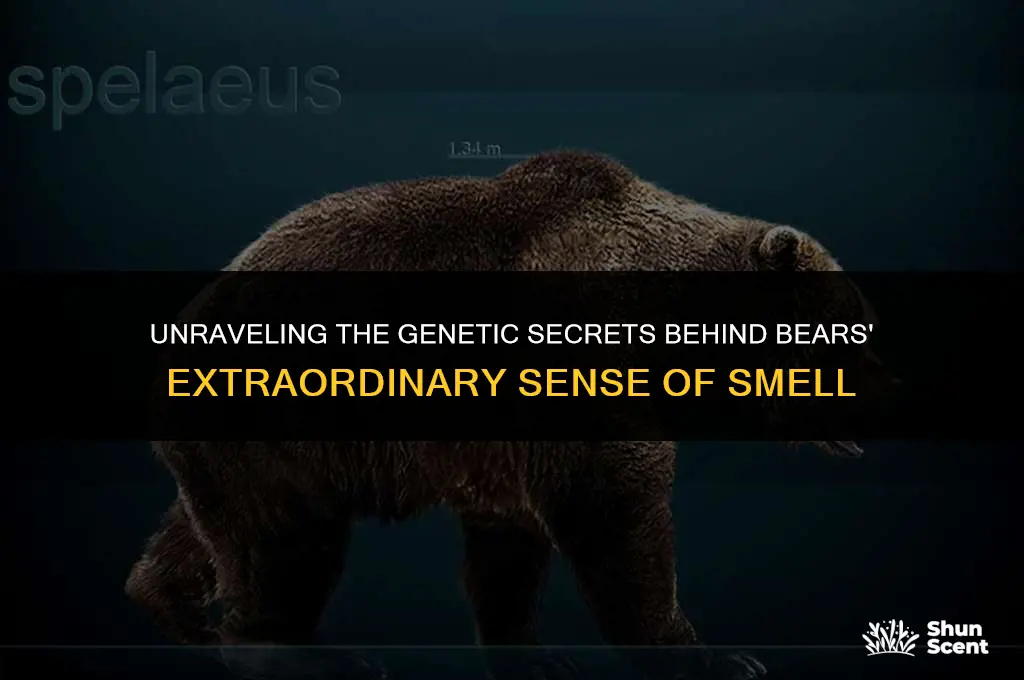 what gene causes bears since of scent