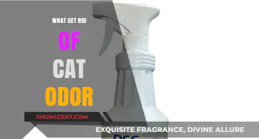 Effective Ways to Eliminate Cat Odor from Your Home