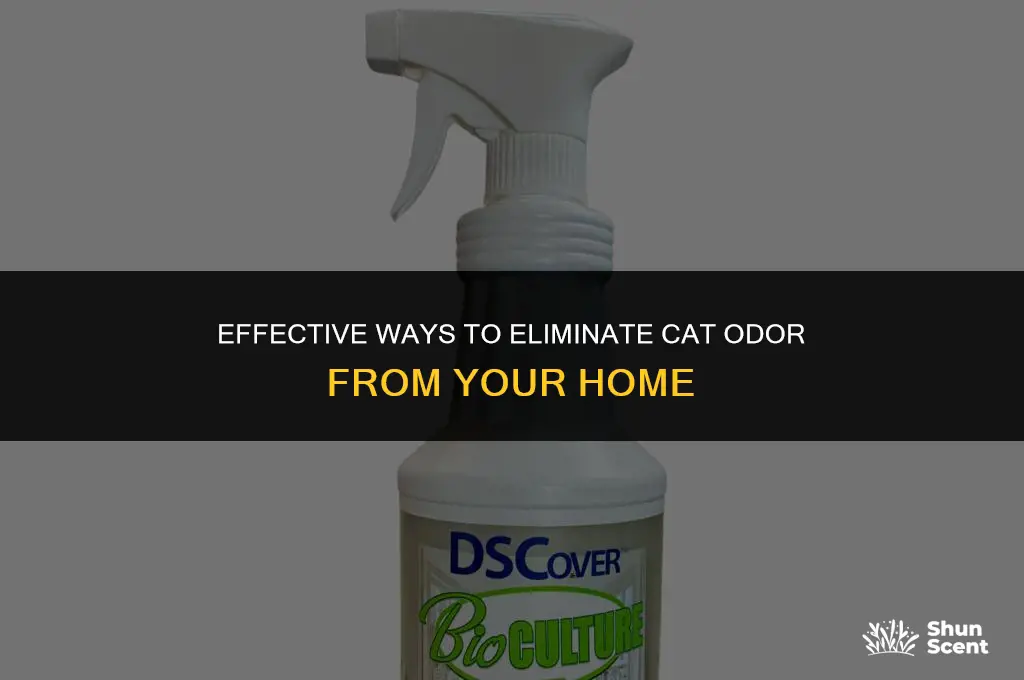 what get rid of cat odor