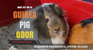 Freshen Up Your Home: Effective Ways to Eliminate Guinea Pig Odor