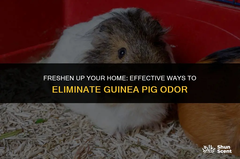 what get rid of guinea pig odor