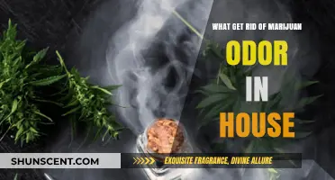 Effective Ways to Eliminate Marijuana Odor from Your Home