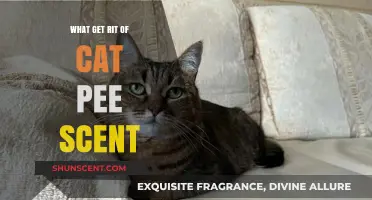 Effective Ways to Eliminate Cat Pee Odor from Your Home