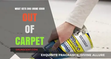 Effective Solutions to Eliminate Dog Urine Odor from Carpets