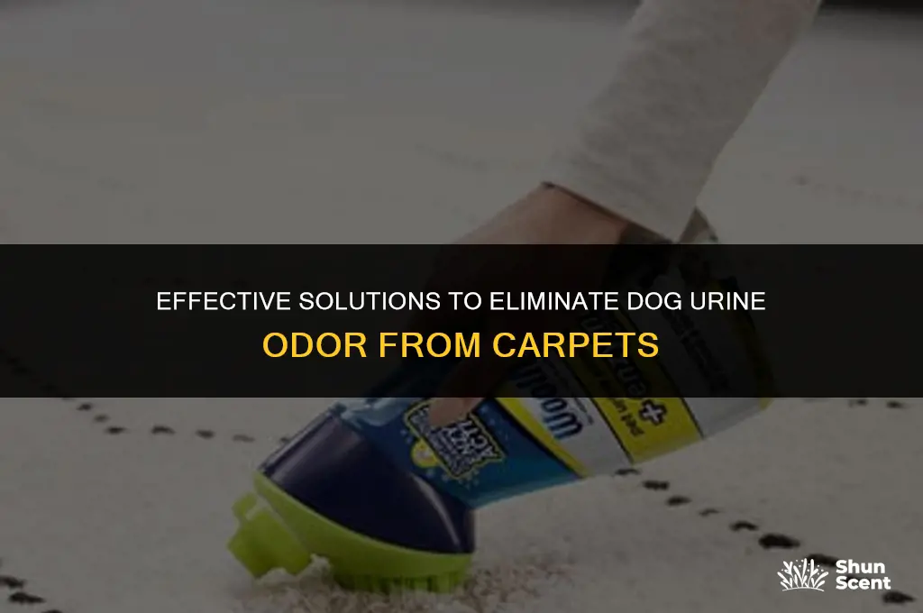 what gets dog urine odor out of carpet