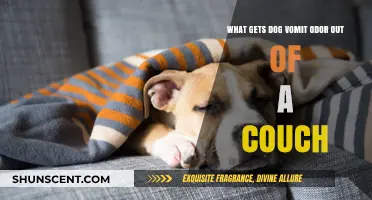 Effective Ways to Eliminate Dog Vomit Odor from Your Couch