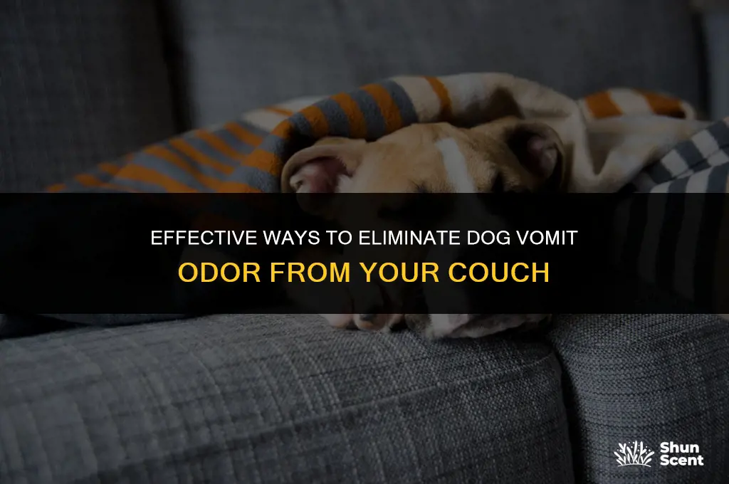 what gets dog vomit odor out of a couch