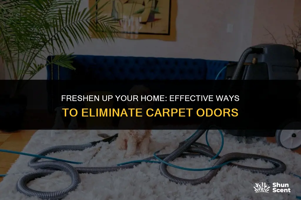what gets odor out of carpet