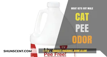 Effective Ways to Eliminate Male Cat Pee Odor