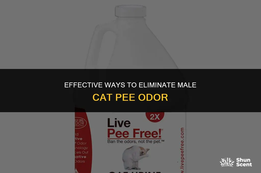 what gets out male cat pee odor