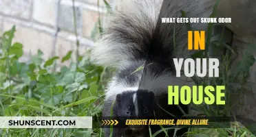 Effective Ways to Eliminate Skunk Odor from Your Home