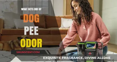 Effective Ways to Eliminate Dog Pee Odor from Your Home